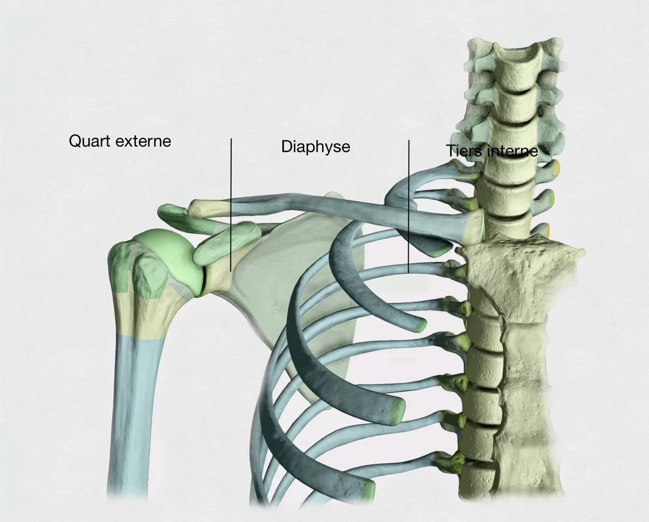 anatomie de la clavicule