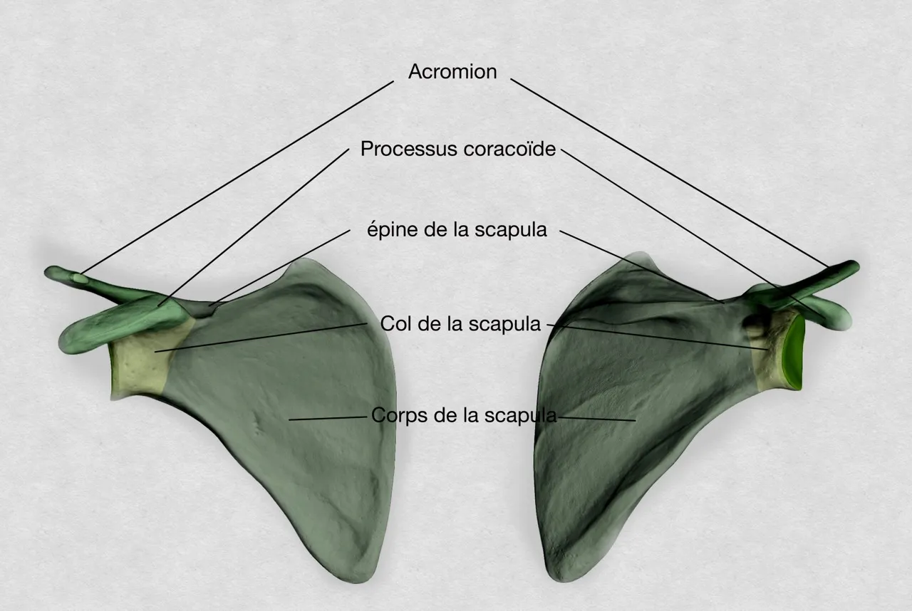 Anatomie de la scapula