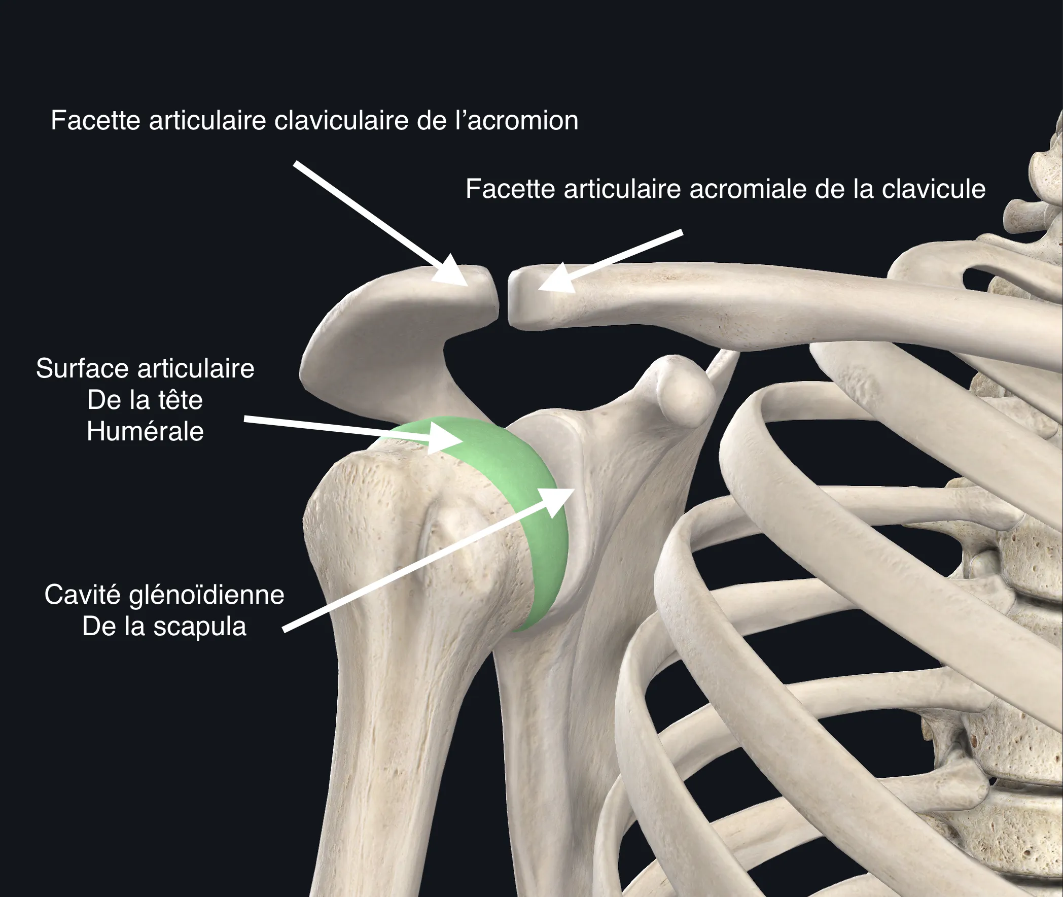 anatomie osseuse de l'épaule