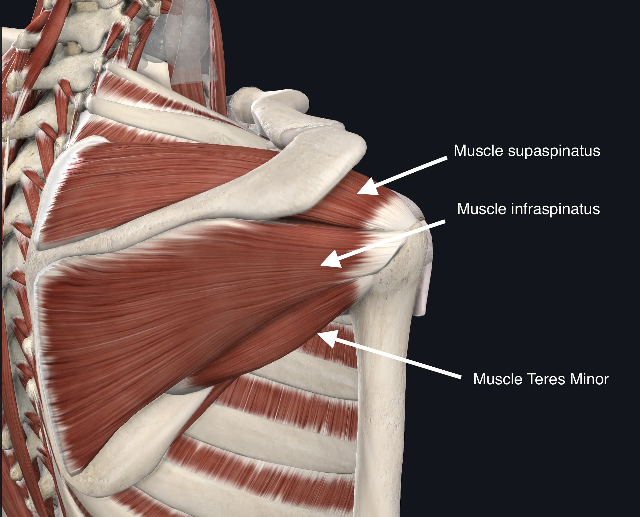 anatomie de la coiffe des rotateurs