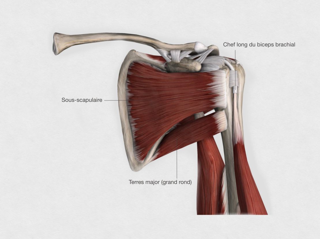 Muscles antérieurs de la coiffe des rotateurs