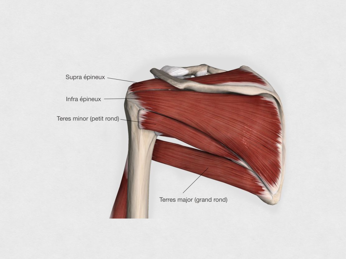 les muscles postérieurs de la coiffe des rotateurs