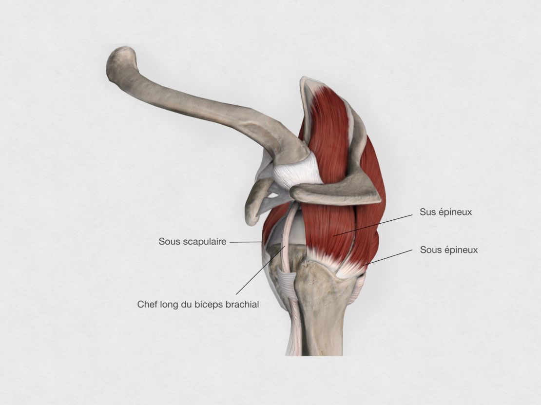 les muscles supérieurs de la coiffe des rotateurs