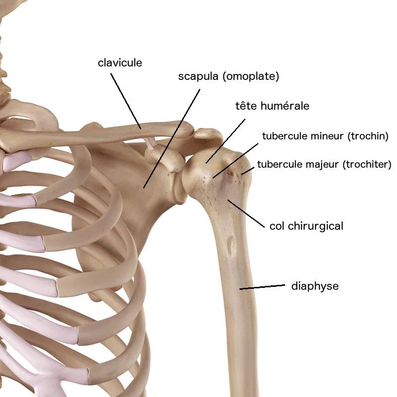 anatomie humérus