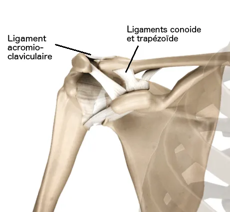 Anatomie articulation acromio-claviculaire