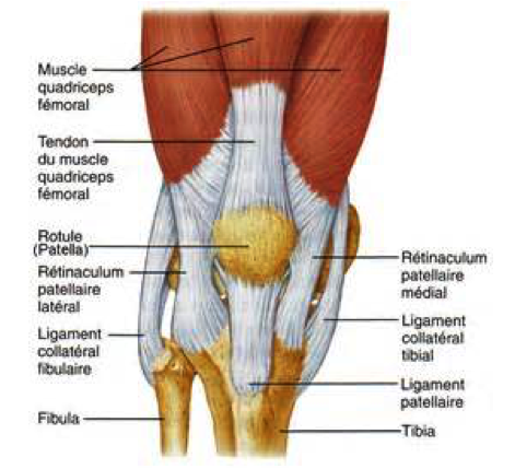 Anatomie générale du genou — vue de face