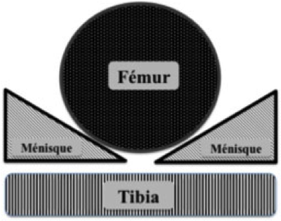 biomécanique ménisques