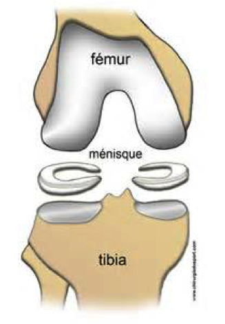 les menisques