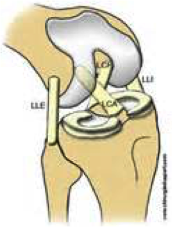 Ligaments croisés du genou — LCA et LCP