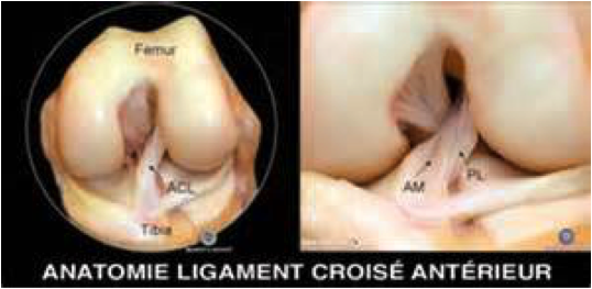 Anatomie ligament croisé antérieur LCA genou Montpellier