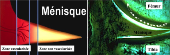 Anatomie ménisque genou vue supérieure Montpellier